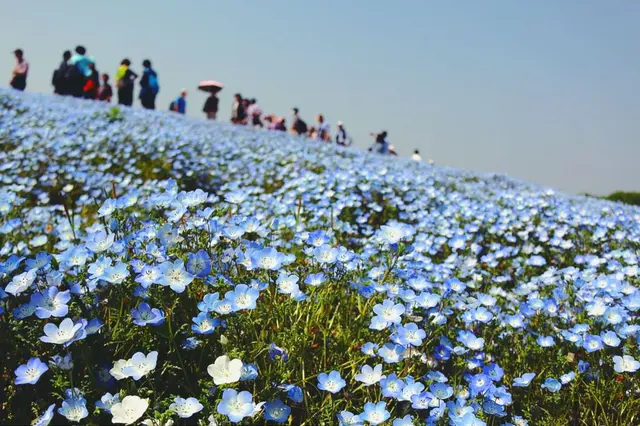 国営ひたち海浜公園