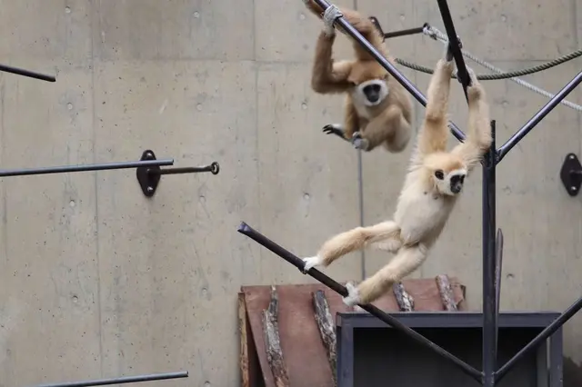 旭川市 旭山動物園