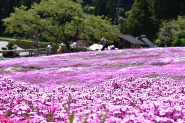 國田家の芝桜