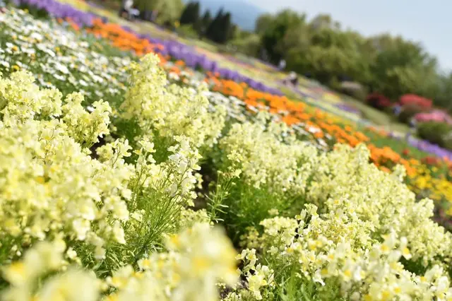 くじゅう花公園