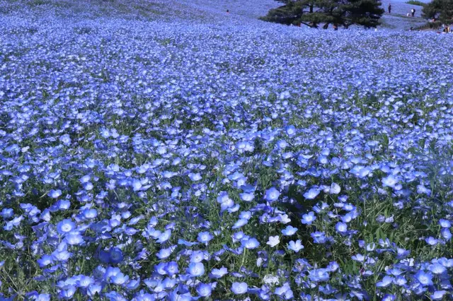 国営ひたち海浜公園
