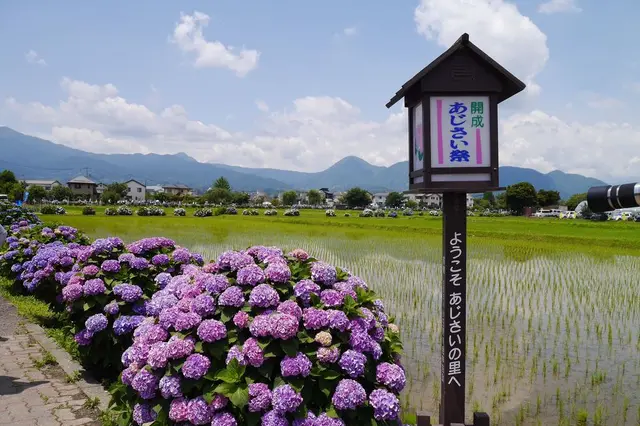 開成あじさいの里
