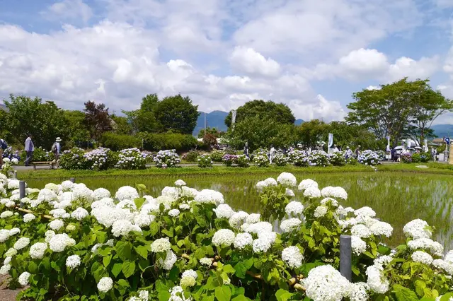 開成あじさいの里