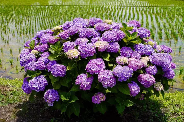 開成あじさいの里