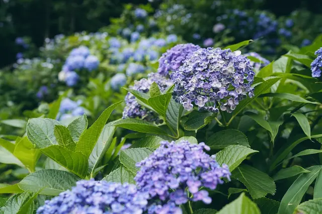 飛鳥山公園