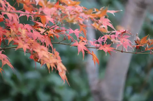 栗林公園