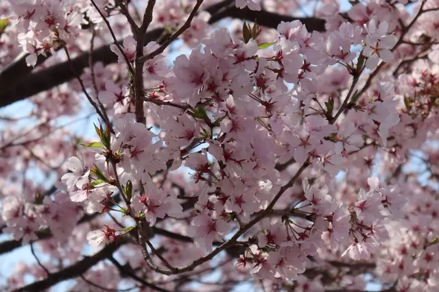 狭山池