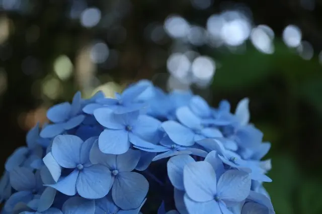 本土寺（あじさい寺）
