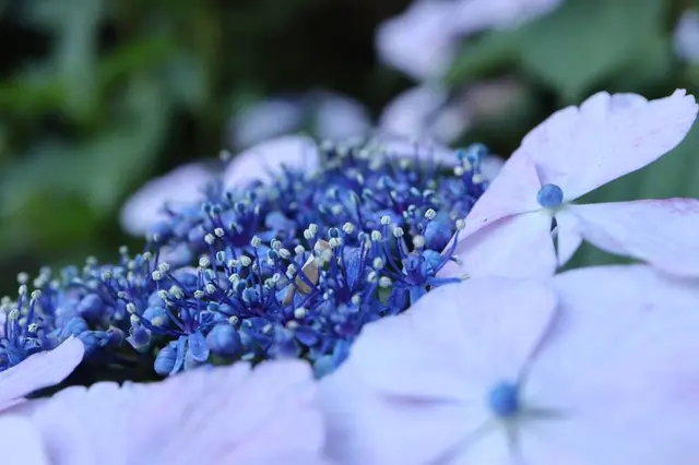 本土寺（あじさい寺）