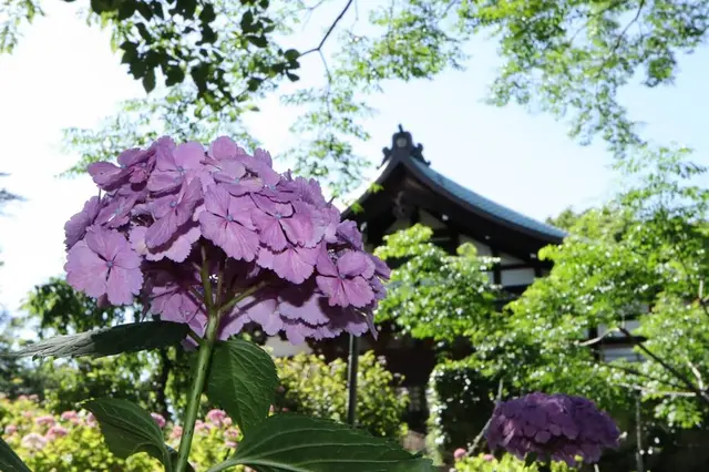 本土寺（あじさい寺）