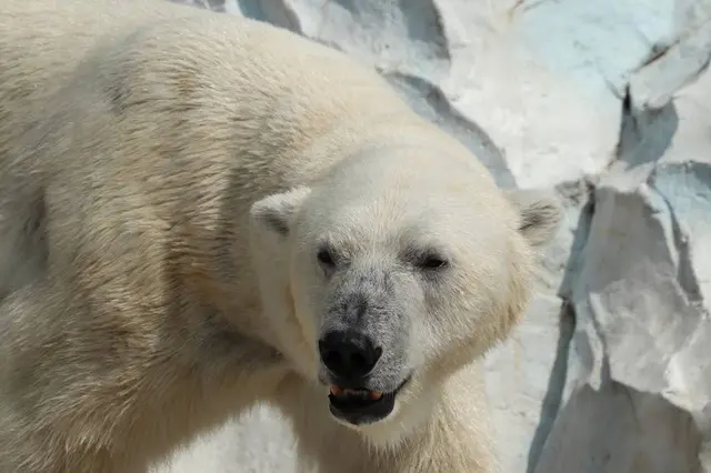 上野動物園