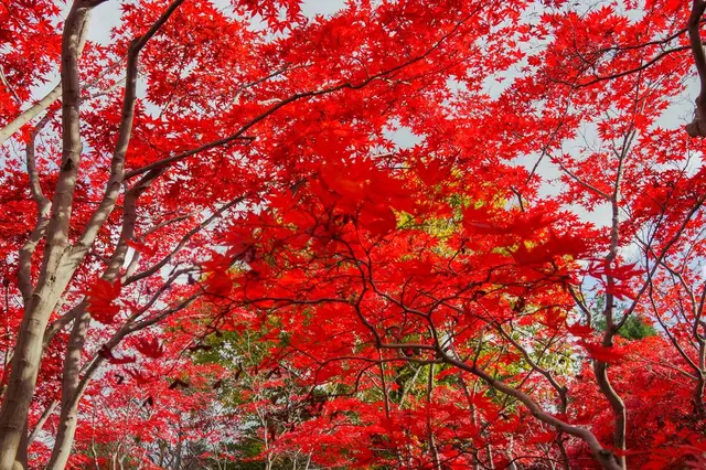 平岡樹芸センター