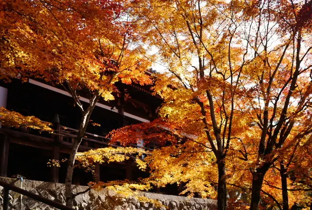 秋の紅葉・東条湖ぐるり一周の旅