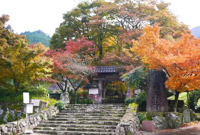 秋の栗スィーツとコスモスの旅（丹波地区）紅葉スポットも追加