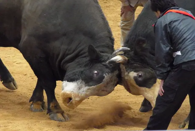 沖縄県民が行く闘牛観戦！
