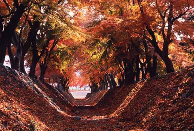 🍁紅葉狩り🚗河口湖と浅間神社⛩