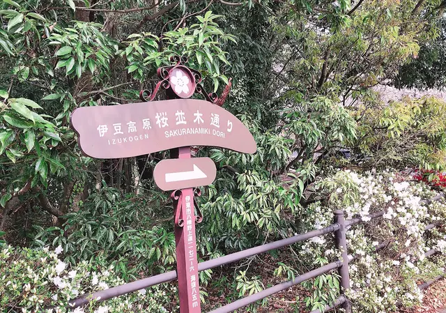 伊豆高原桜並木