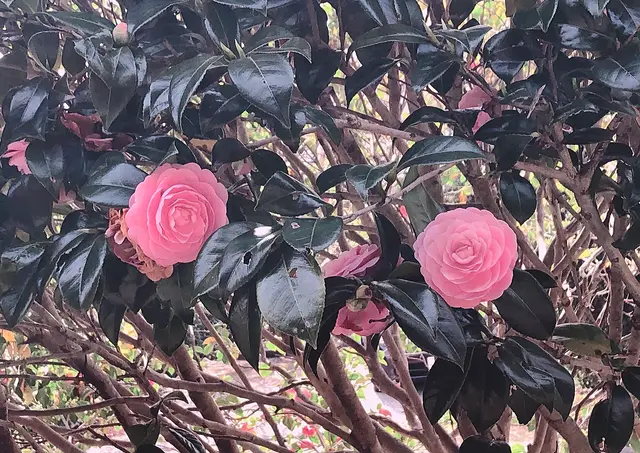 伊豆高原桜並木