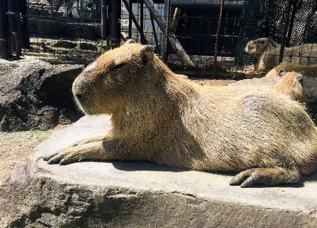 伊豆シャボテン動物公園