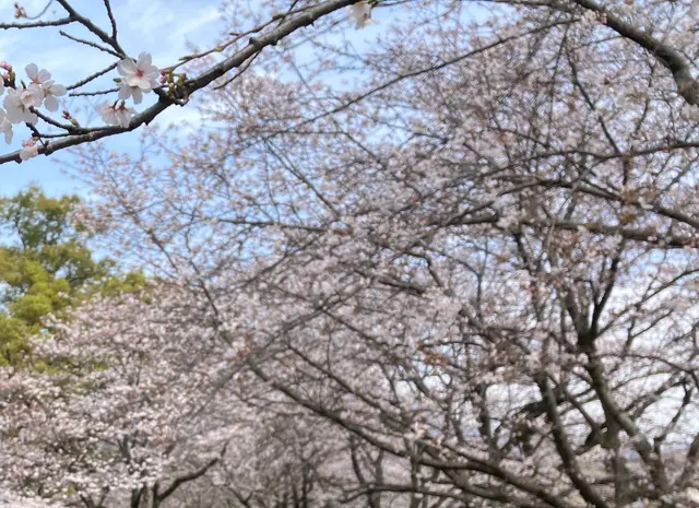 特別史跡 水城跡