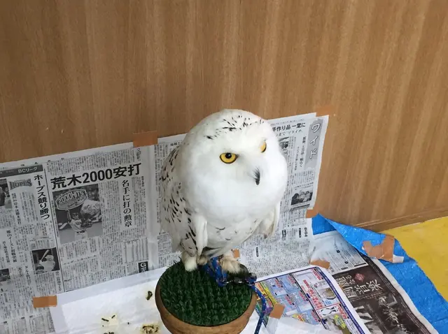 猛禽カフェ ファルコン