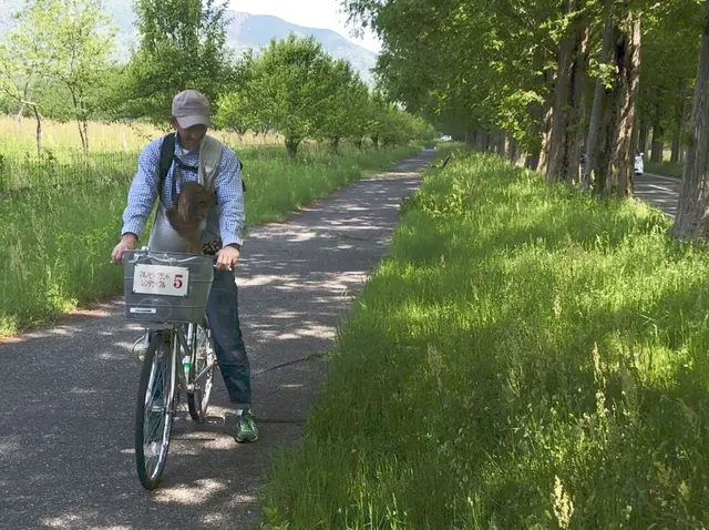 メタセコイア並木