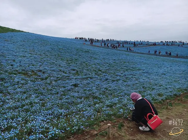 国営ひたち海浜公園