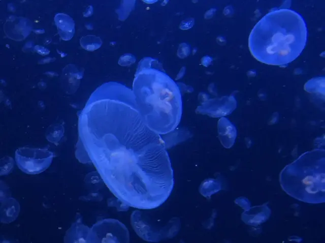 鶴岡市立加茂水族館（クラゲドリーム館）