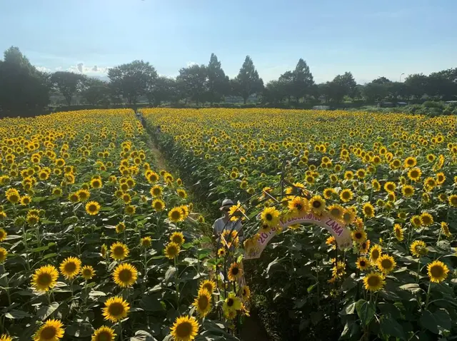 座間ひまわり畑