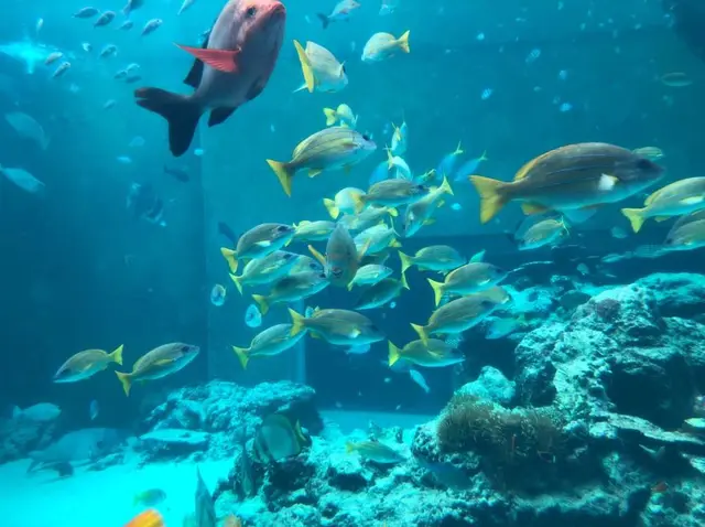 沖縄美ら海水族館