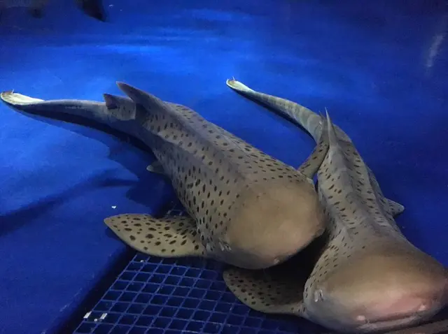 新江ノ島水族館