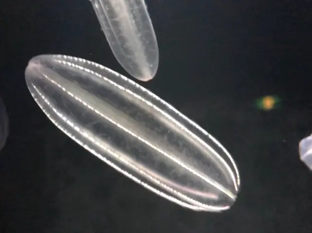 九十九島水族館海きらら