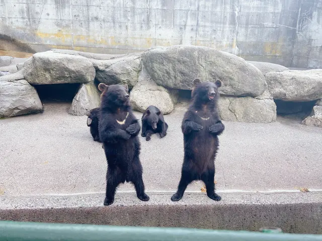 クマ牧場前