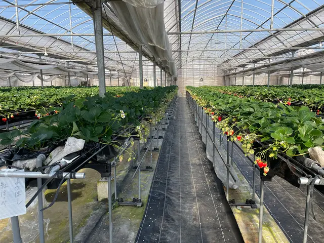 いちご家のむのむ