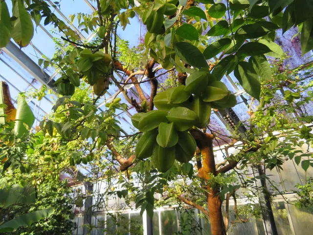 アロハガーデンたてやま