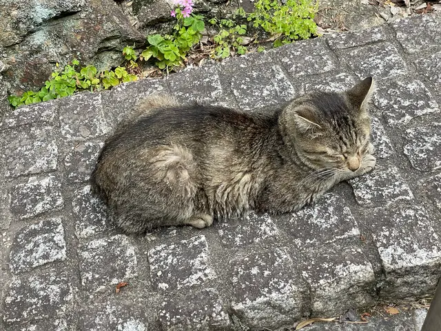 圓福寺