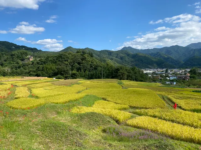 横瀬町の寺坂棚田