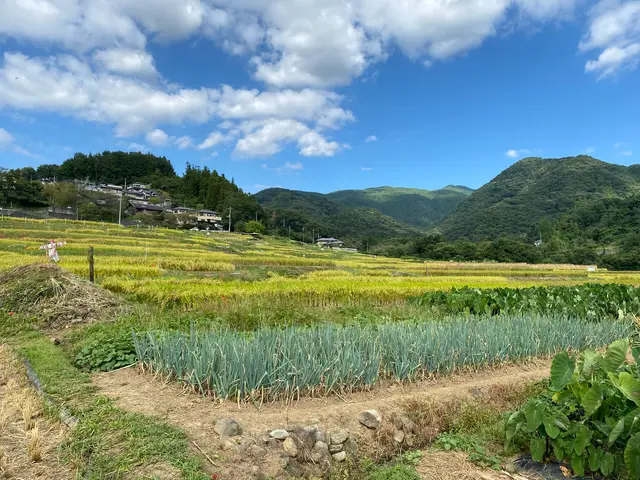 横瀬町の寺坂棚田