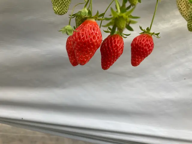 ナガシマファーム