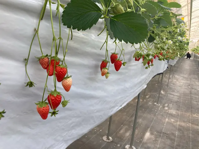 ナガシマファーム