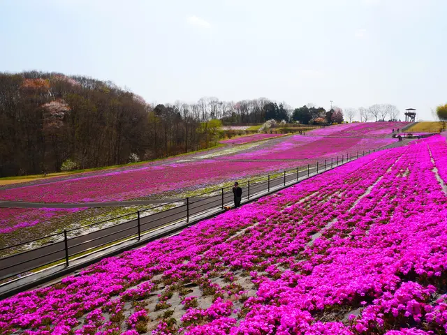 市貝町芝ざくら公園