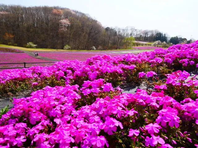 市貝町芝ざくら公園