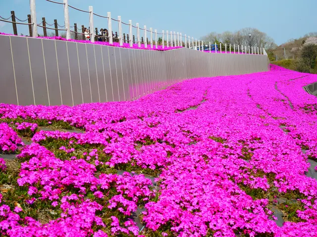 市貝町芝ざくら公園
