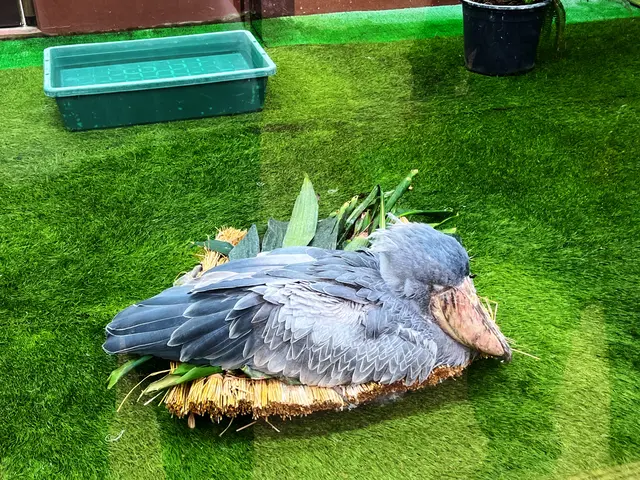 松江フォーゲルパーク