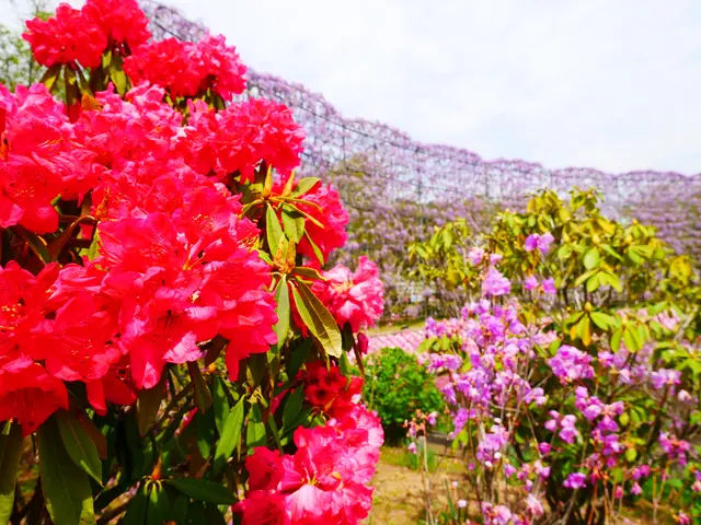 あしかがフラワーパーク