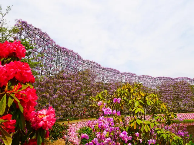 あしかがフラワーパーク