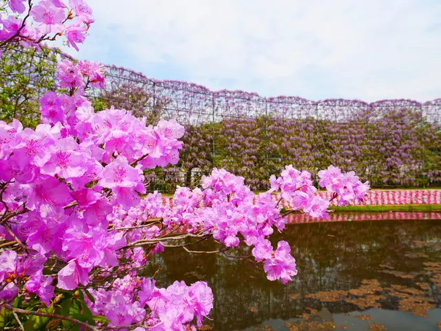 あしかがフラワーパーク