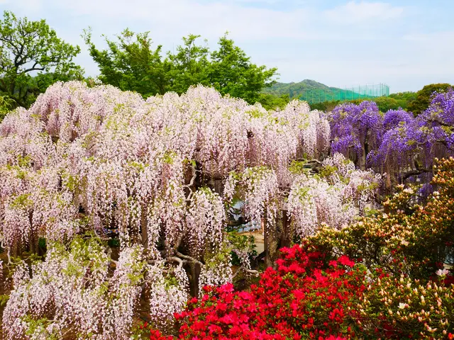 あしかがフラワーパーク