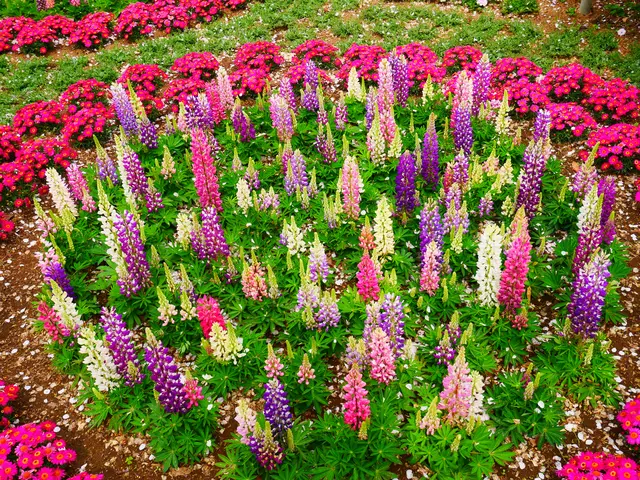 あしかがフラワーパーク