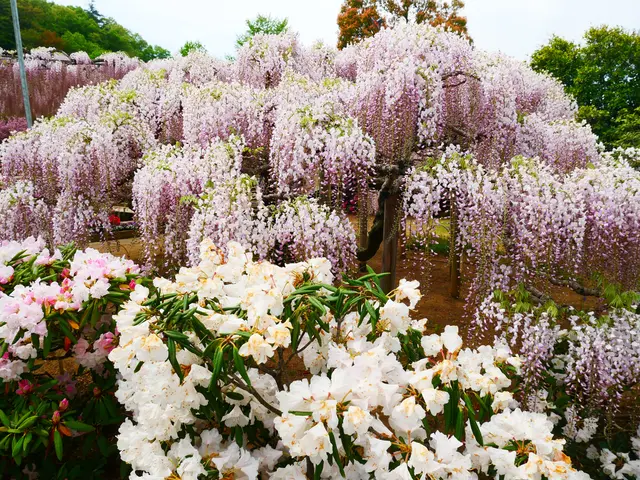 あしかがフラワーパーク